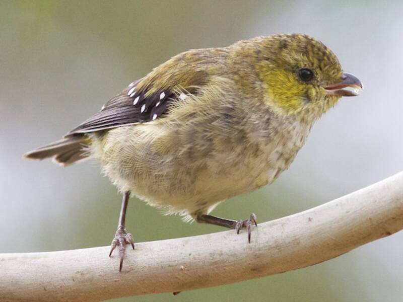 Pardalote dalle quaranta macchie, Foto 4