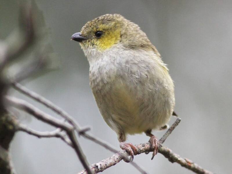 Pardalote dalle quaranta macchie, Foto 3
