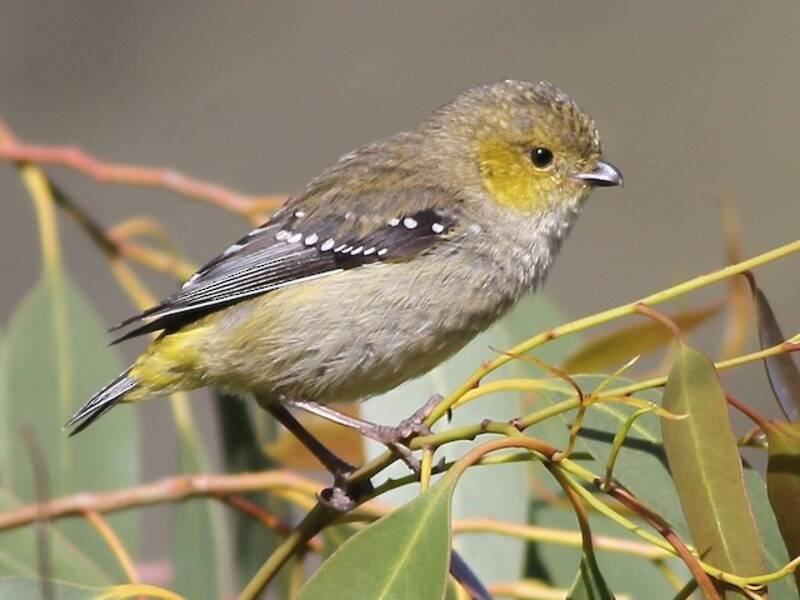 Pardalote dalle quaranta macchie, Foto 2