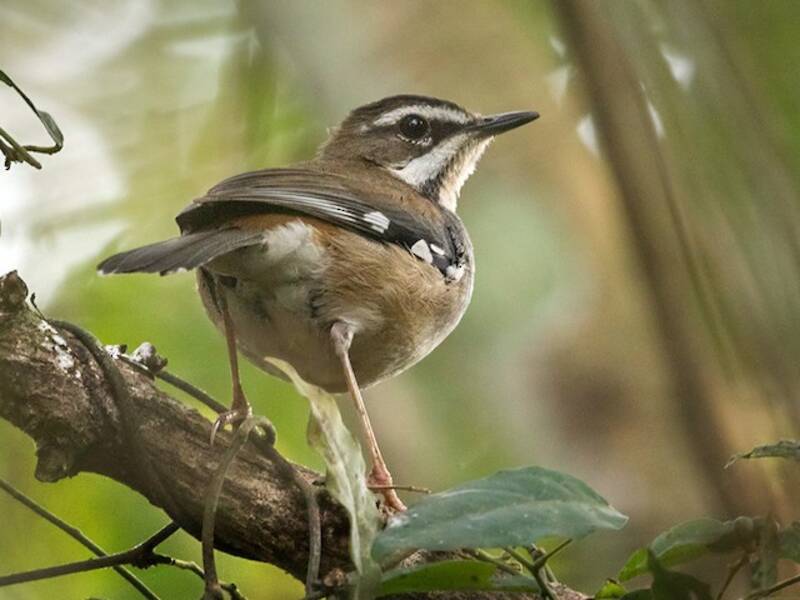 Usignolo di boscaglia di foresta, Foto 4