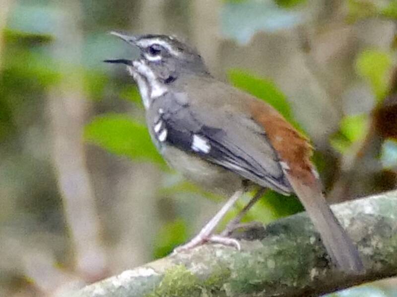 Usignolo di boscaglia di foresta, Foto 3