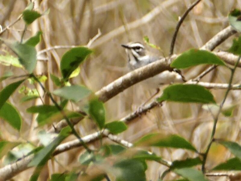 Usignolo di boscaglia di foresta