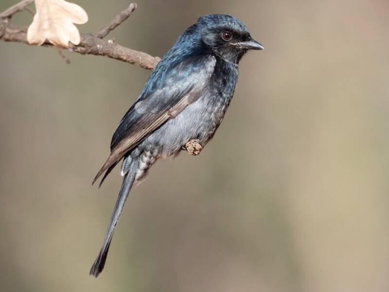 Fork-tailed Drongo (Dicrurus adsimilis)