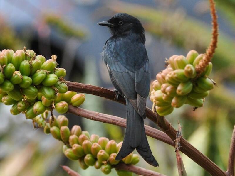 Gabelschwanzdrongo, Fotos 2