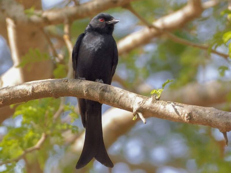 Gabelschwanzdrongo, Fotos 3