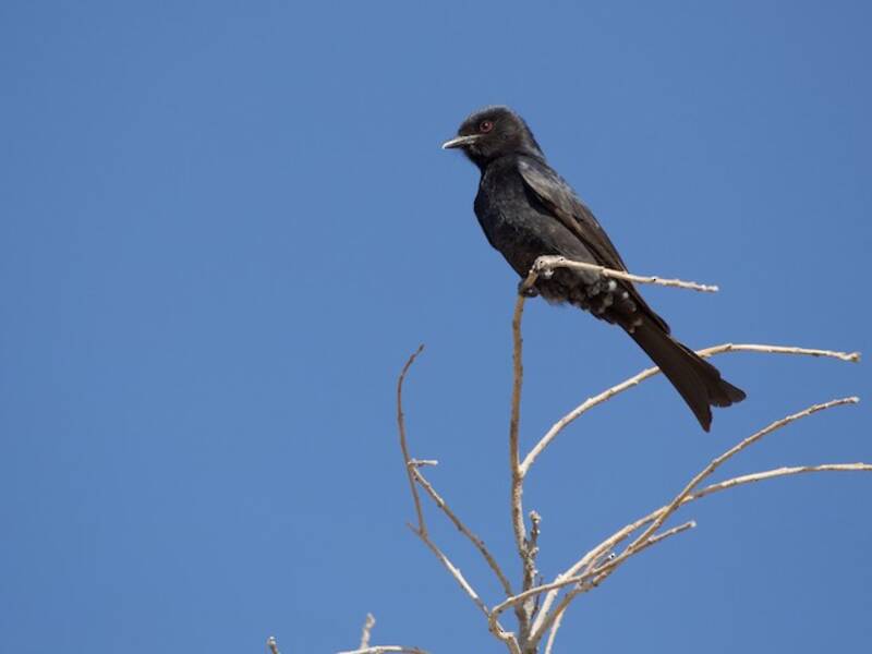 Gabelschwanzdrongo, Fotos 4