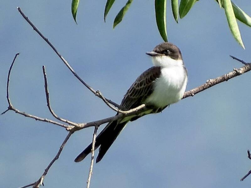 Fork-tailed Flycatcher (Tyrannus savana)