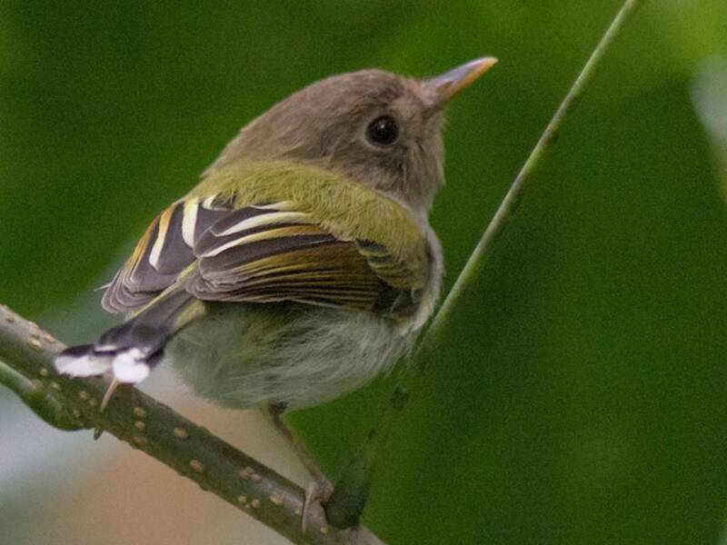 Fork-tailed Pygmy-Tyrant