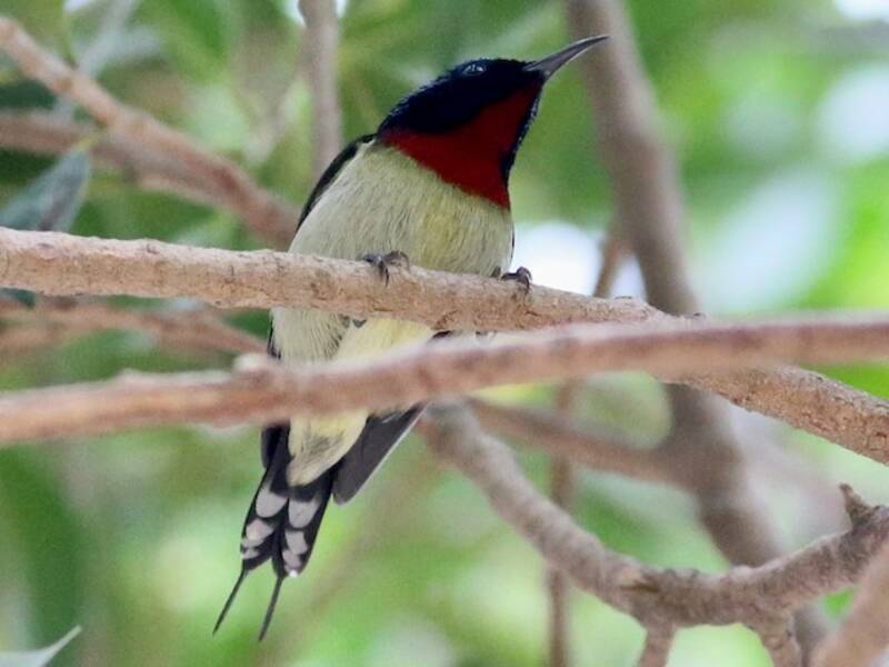 Nettarinia codafalcata, Foto 2