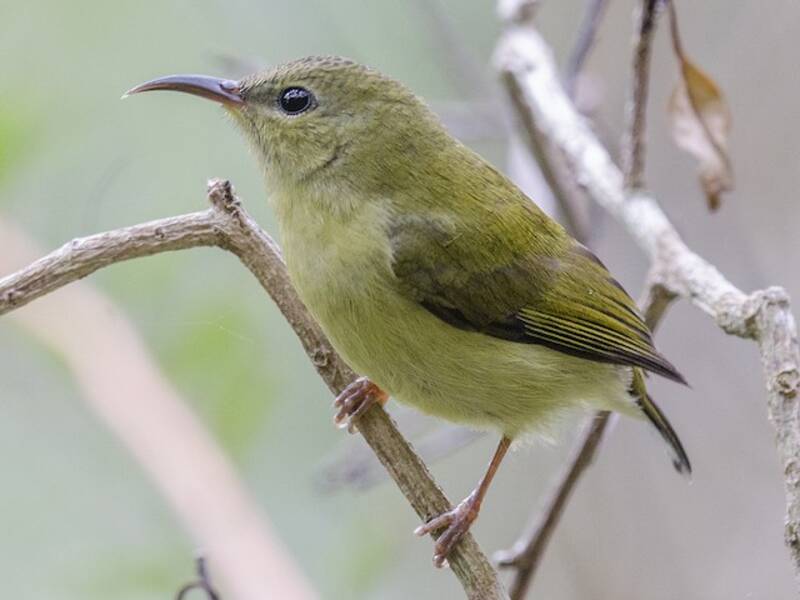 Nettarinia codafalcata, Foto 4