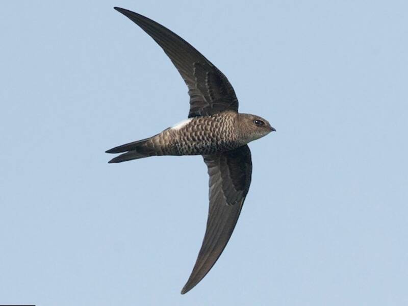 Pacific Swift, Photos 1