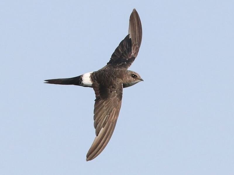 Pacific Swift, Photos 2