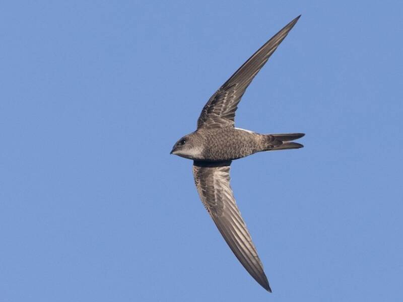 Pacific Swift, Photos 3