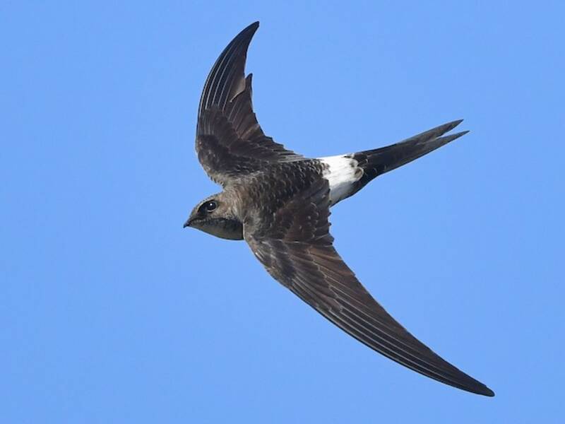 Pacific Swift, Photos 4