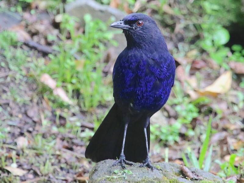 Tordo fischiatore di Taiwan, Foto 2