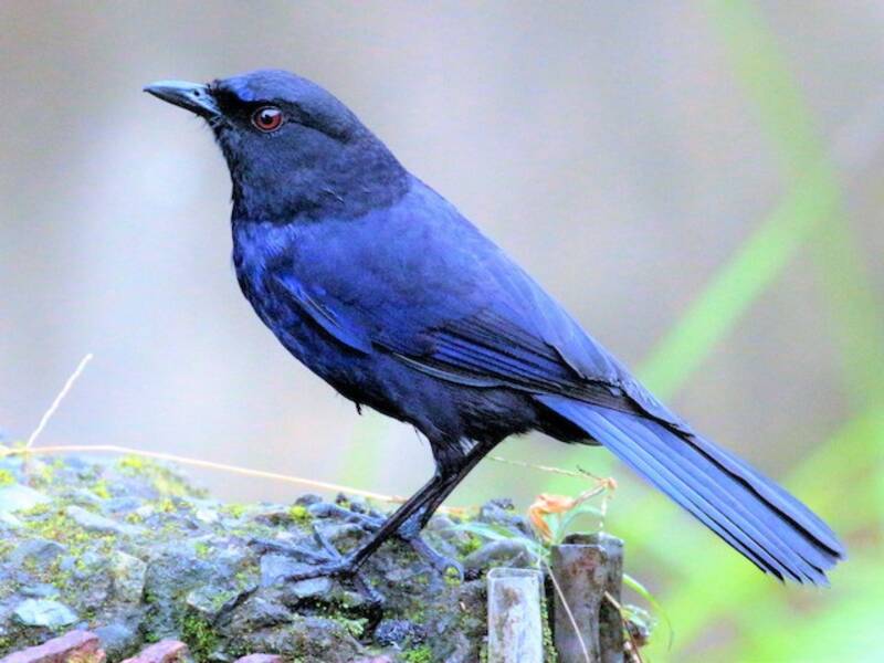 Taiwan Whistling-Thrush