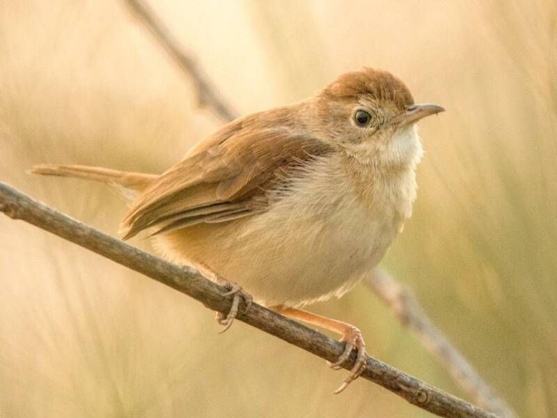 Foxy Cisticola, Photos 3