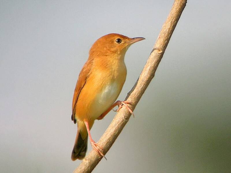 Foxy Cisticola