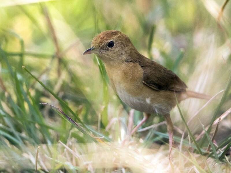 Foxy Cisticola, Photos 2