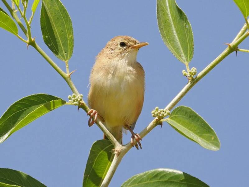 Foxy Cisticola, Photos 4
