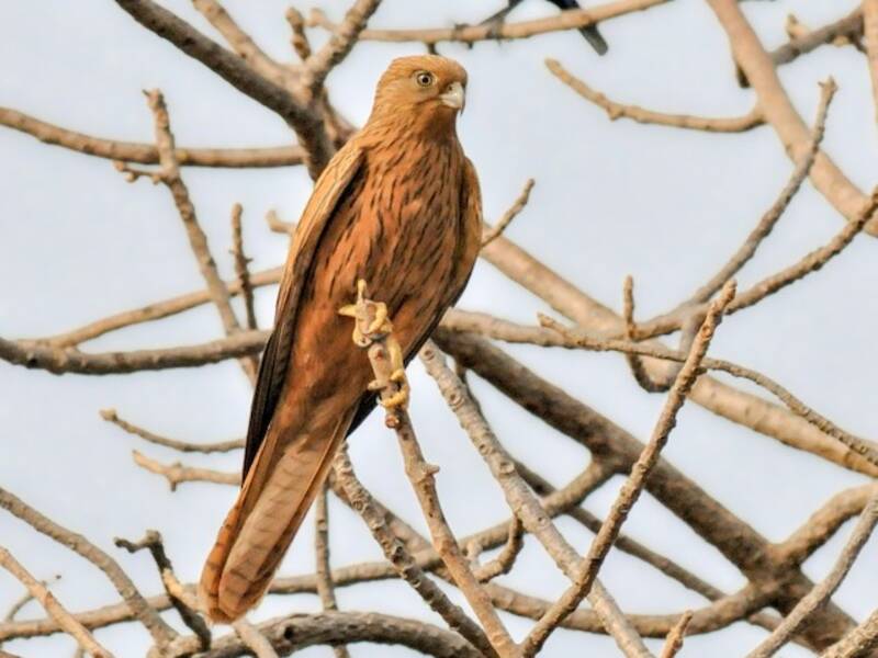Fox Kestrel