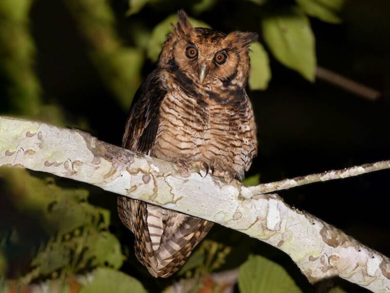Fraser's Eagle-Owl, Photos 3