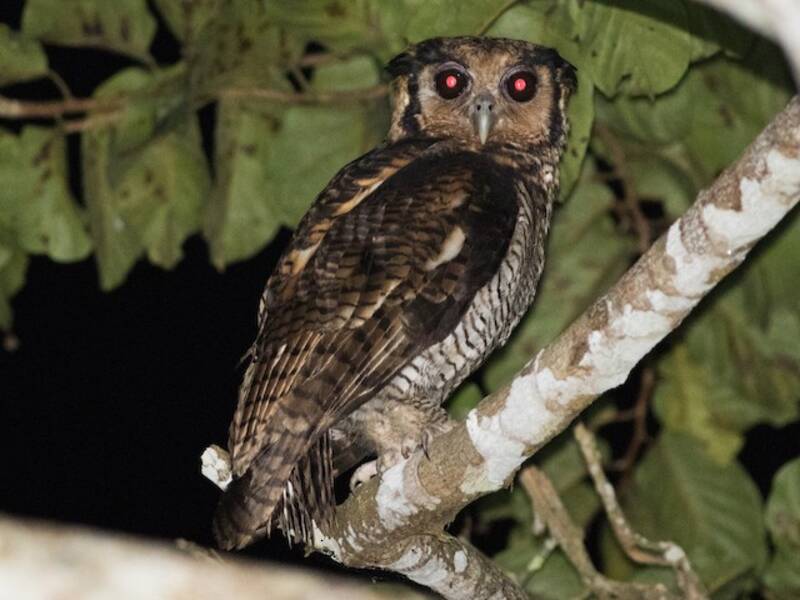 Fraser's Eagle-Owl, Photos 2