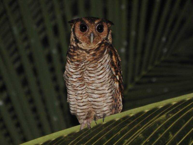 Fraser's Eagle-Owl - Ketupa poensis
