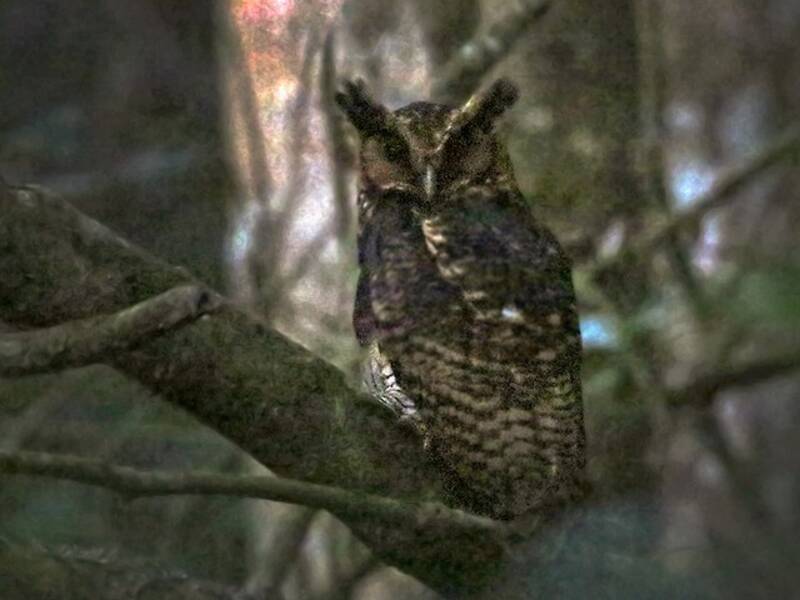 Fraser's Eagle-Owl, Photos 4