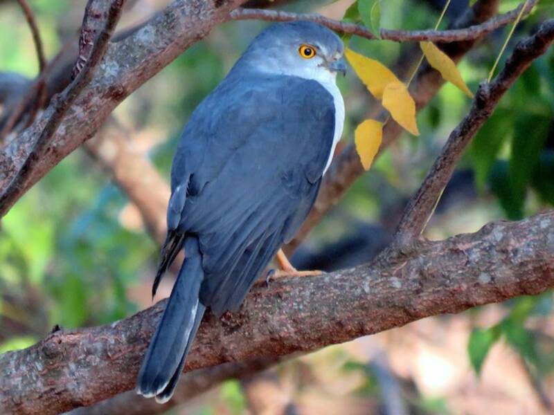 Frances's Sparrowhawk, Photos 3