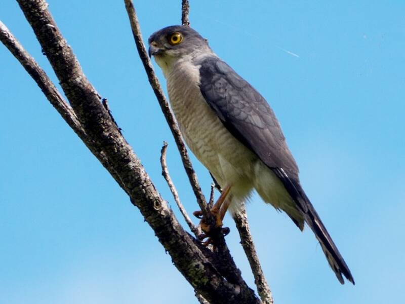 Frances's Sparrowhawk, Photos 4