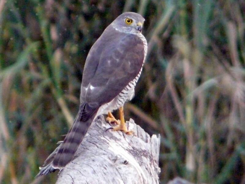 Frances's Sparrowhawk, Photos 2