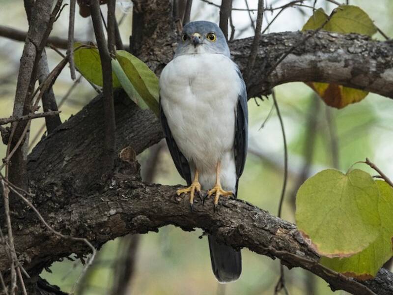 Frances's Sparrowhawk, Tachyspiza francesiae