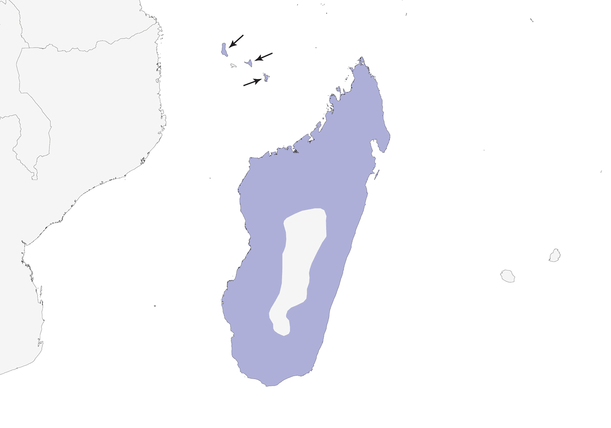 Frances's Sparrowhawk, Distribution 1