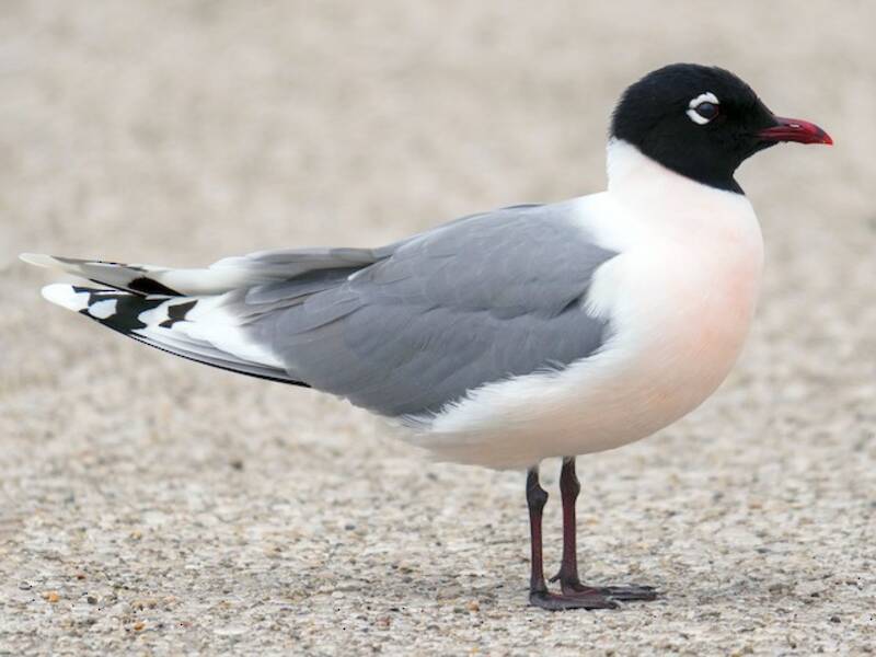Franklin's Gull, 照片 3