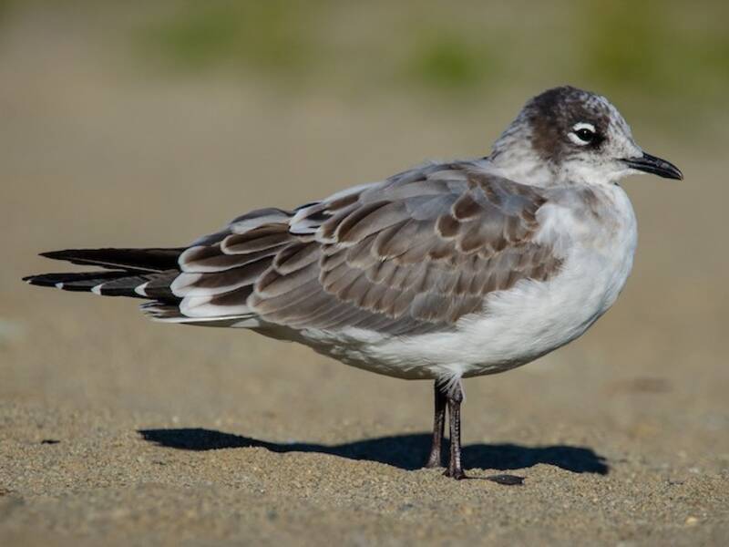 Franklin's Gull, 照片 4
