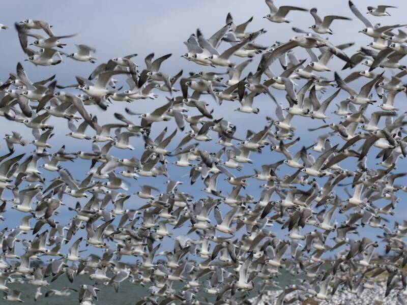 Franklin's Gull, 照片 2