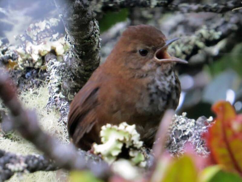 Friendly Bush Warbler, Photos 4