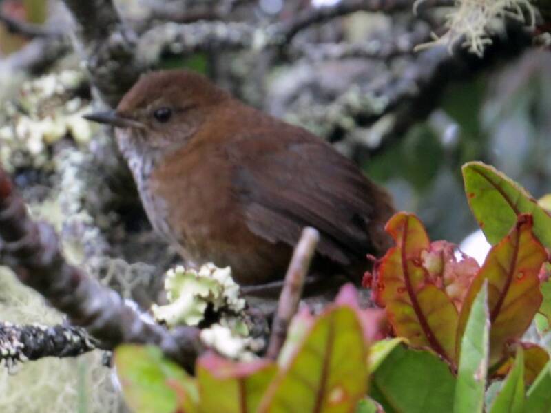 Friendly Bush Warbler, Photos 3