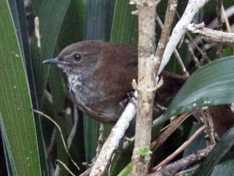 Friendly Bush Warbler, Photos 2
