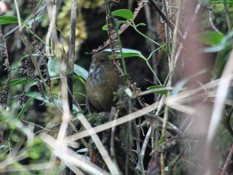 Friendly Bush Warbler