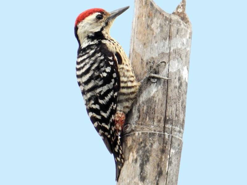 Freckle-breasted Woodpecker, Photos 3