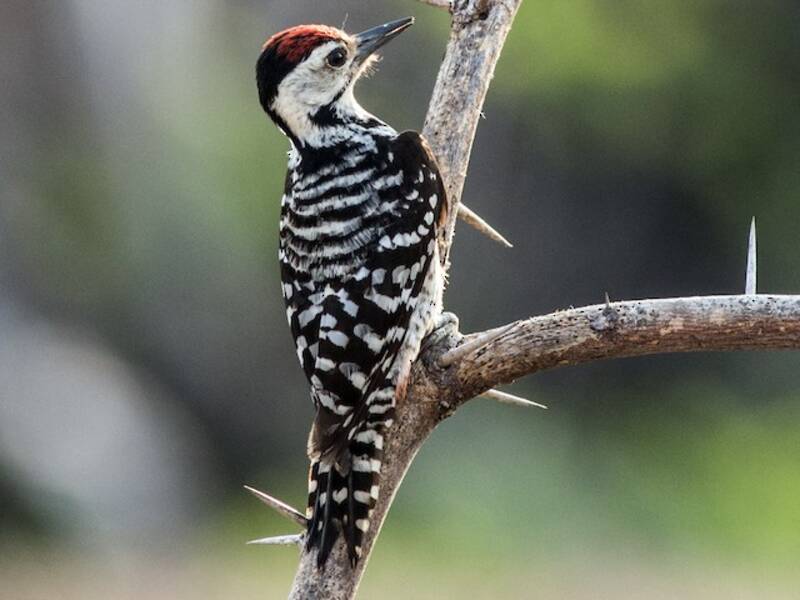 Freckle-breasted Woodpecker, Photos 4