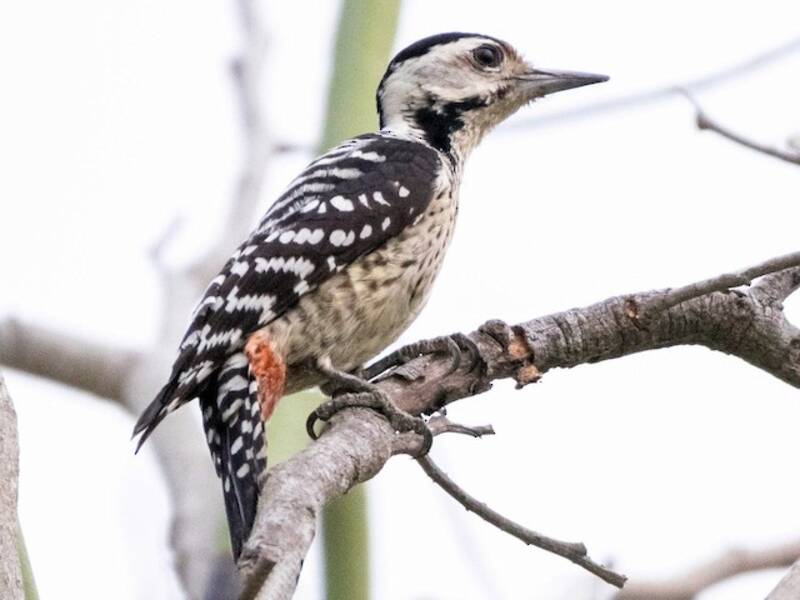 Freckle-breasted Woodpecker, Photos 2