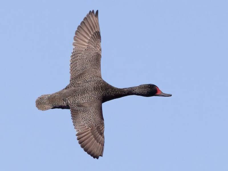 Anatra lentigginosa, Foto 4