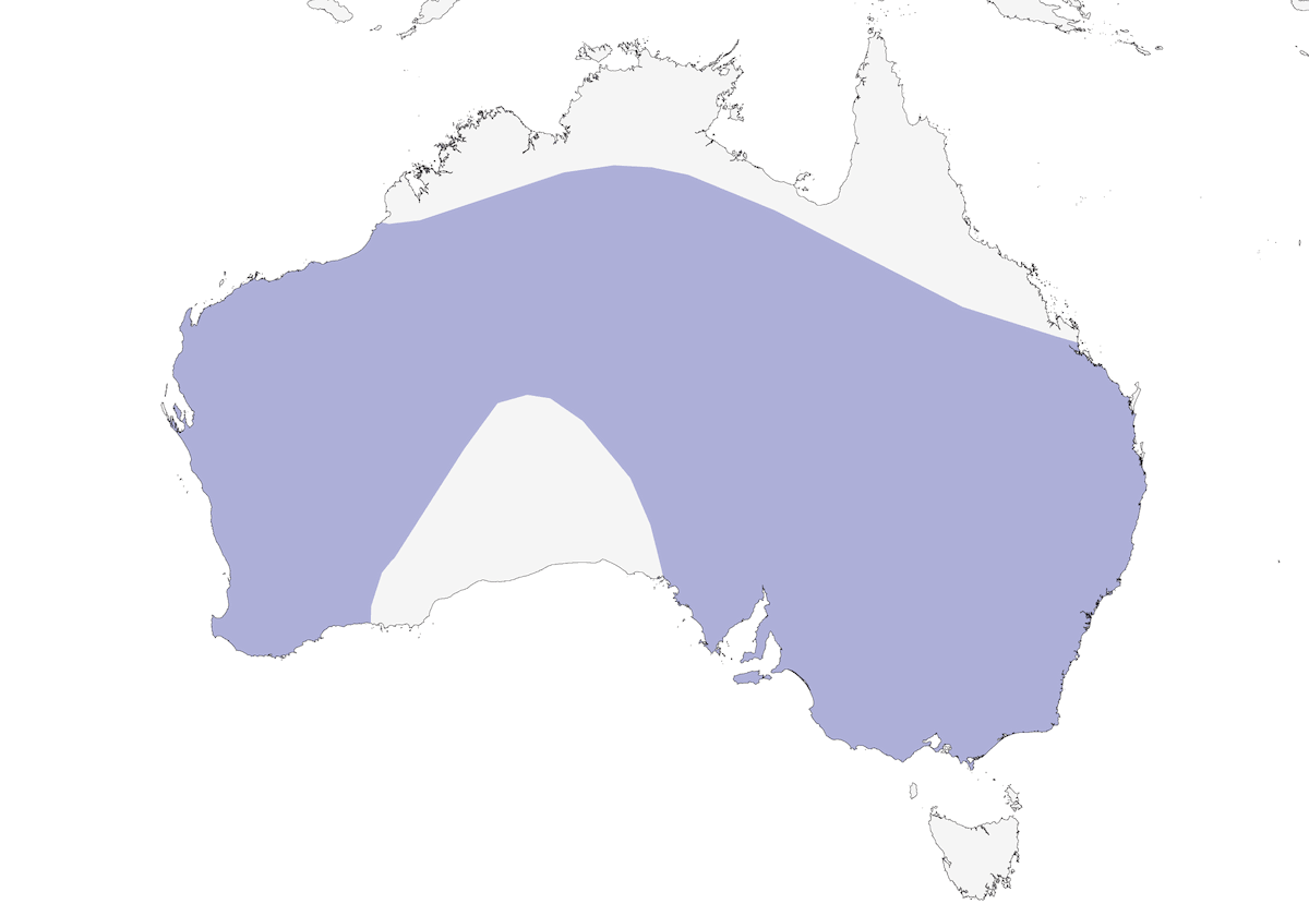 Anatra lentigginosa, Distribuzione 1