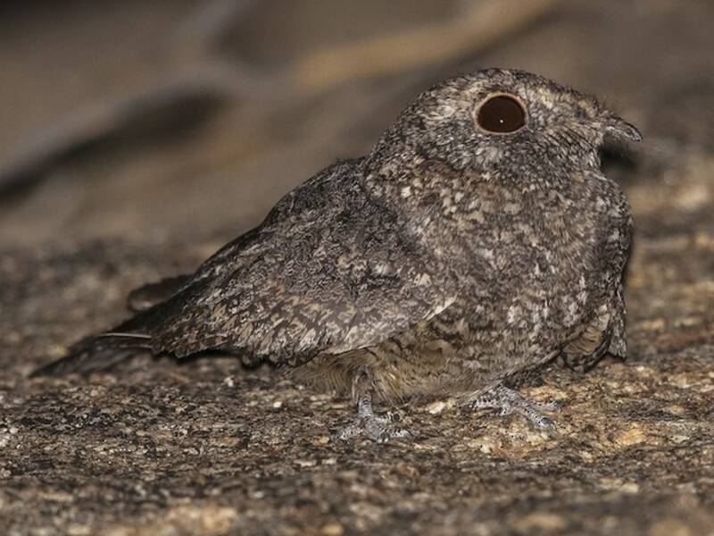 Freckled Nightjar, 照片 2