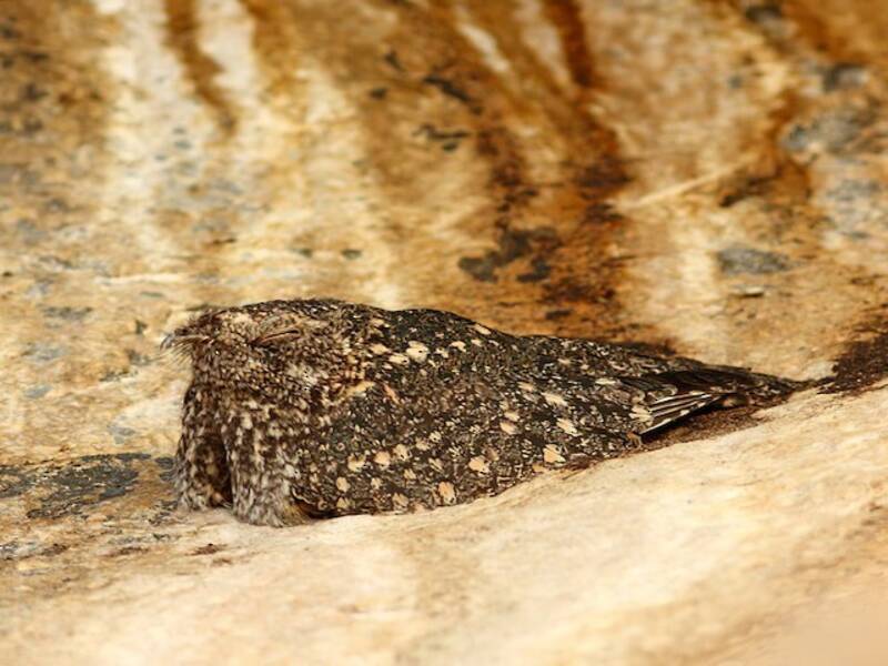 Freckled Nightjar, 照片 3