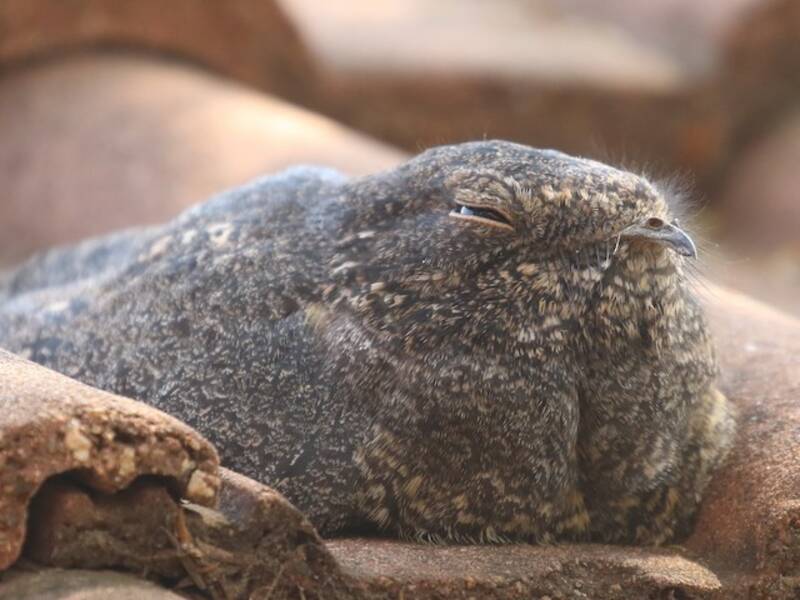 Freckled Nightjar, 照片 4
