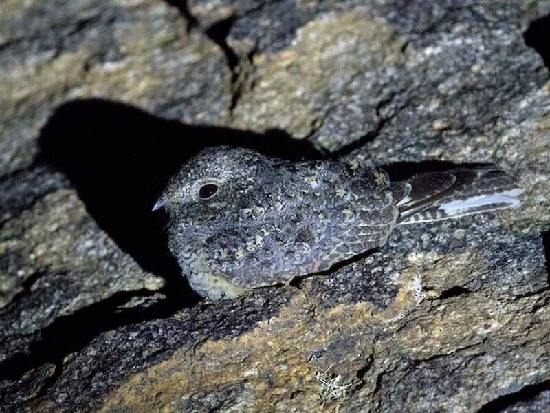 Freckled Nightjar